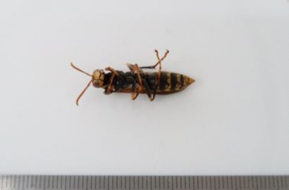 セグロアシナガバチ②