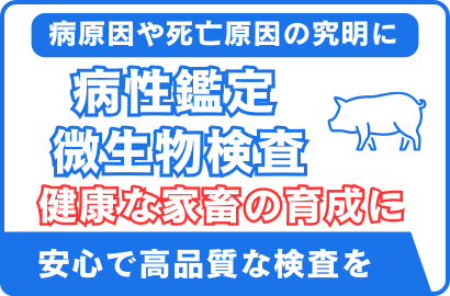 豚病性鑑定.微生物検査
