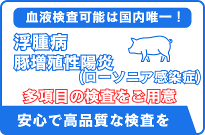 豚 抗体検査