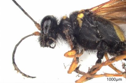 アメリカジガバチ①