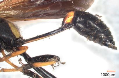 アメリカジガバチ②