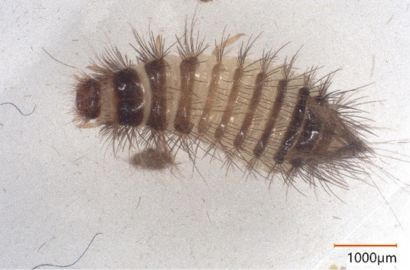 ヒメマルカツオブシムシ①