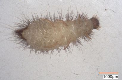 ヒメマルカツオブシムシ②