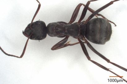 クロヤマアリ①