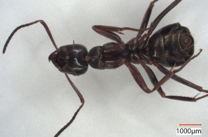 クロヤマアリ②