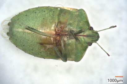 ミナミアオカメムシ②