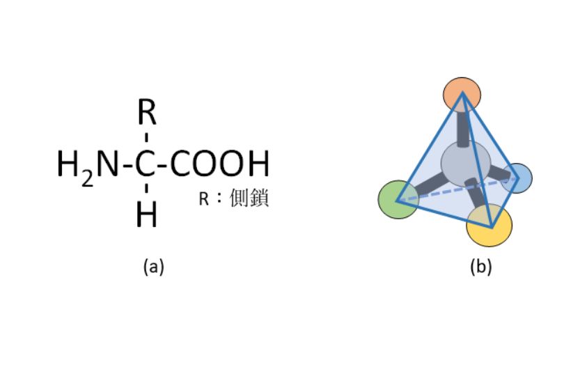 アミノ酸の基本構造 (a) と立体構造 (b)