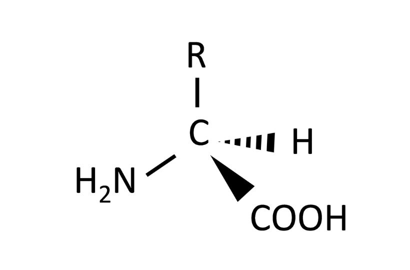 アミノ酸の構造の表記法