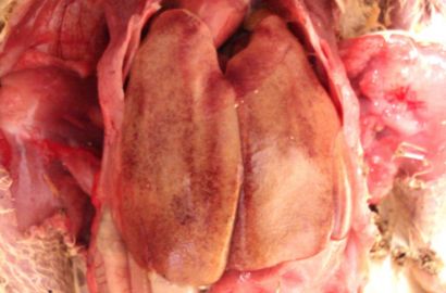 封入体肝炎による肝臓の退色及び出血