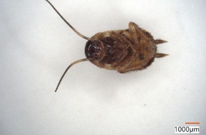 クロゴキブリ①