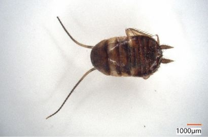 クロゴキブリ②