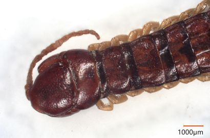 セスジアカムカデ①