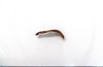 セスジアカムカデ③