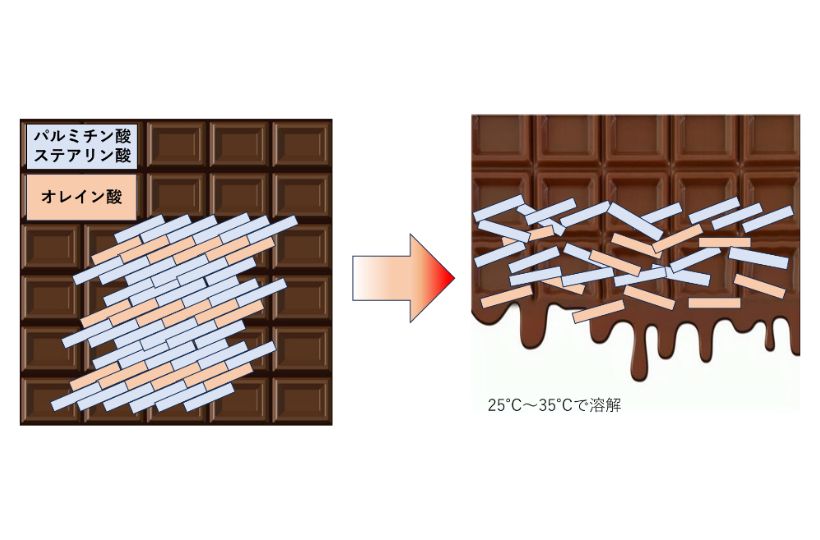 カカオバター中の脂肪酸構造イメージ