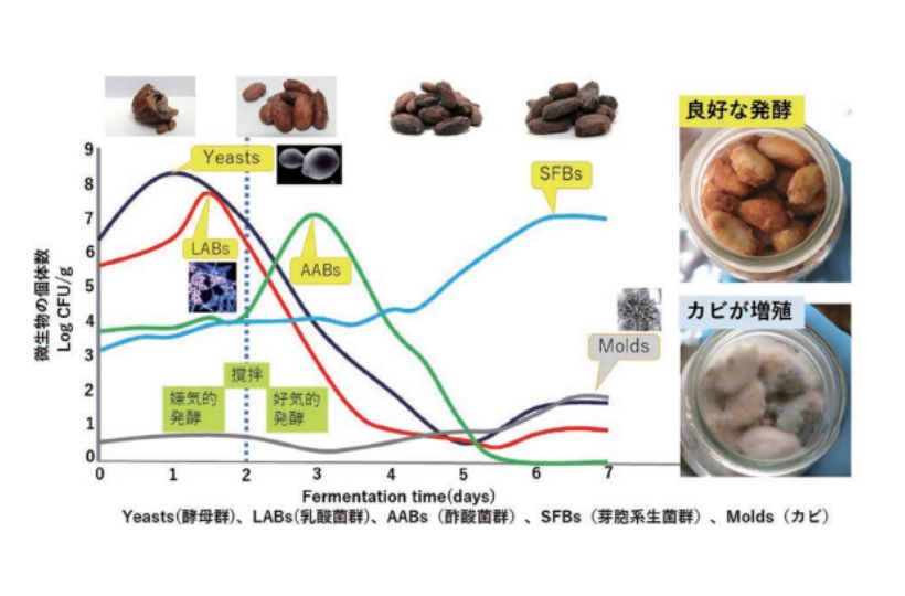 カカオ豆発酵過程の微生物の個体数の動態