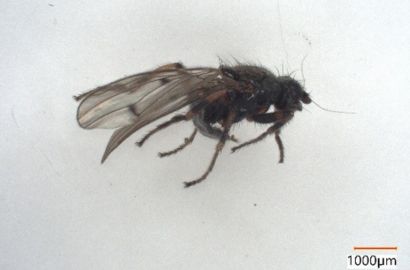 ハヤトビバエ①