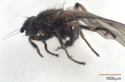 ハヤトビバエ②