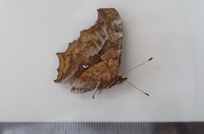 ハヤトビバエ①