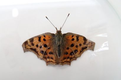 ハヤトビバエ②