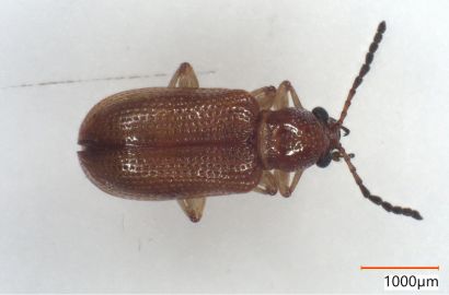 ハムシの一種②