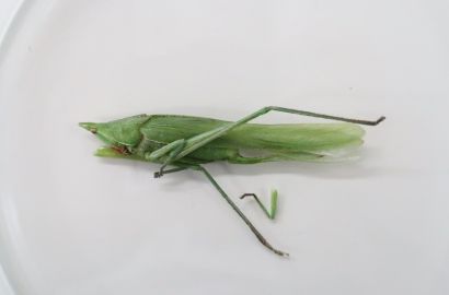 クビキリギス①