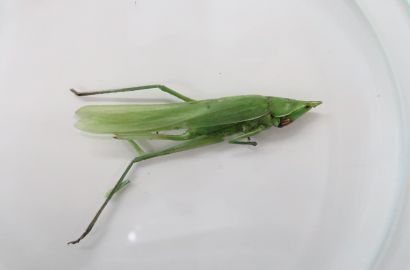 クビキリギス②