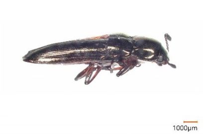 コメツキモドキ①