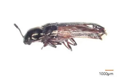 異物検査】コメツキモドキ-虫の同定トレーニング74 | 食環境衛生研究所