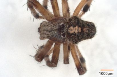 ヤマシロオニグモ①