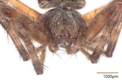 ヤマシロオニグモ②