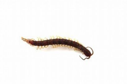 セスジアカムカデ①