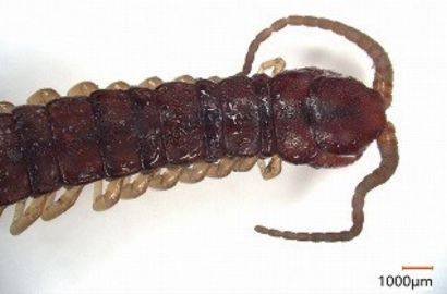 セスジアカムカデ②