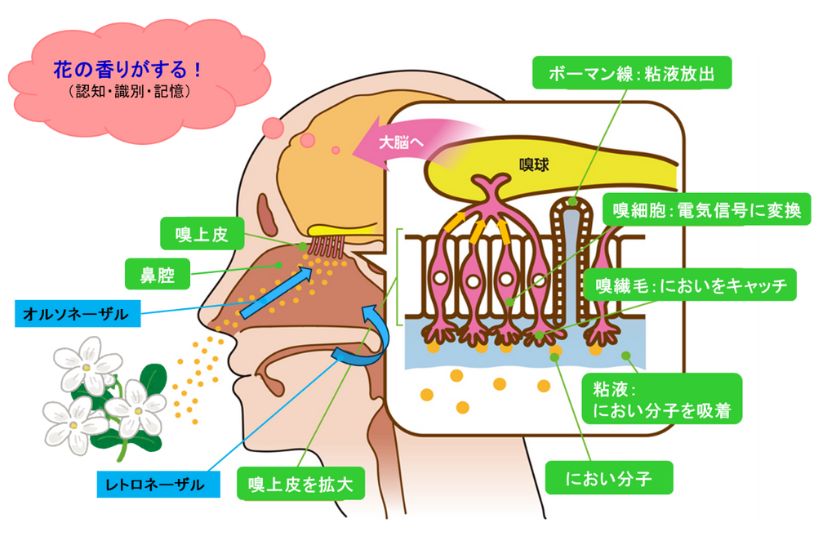 花の香りを感知する嗅覚のメカニズム