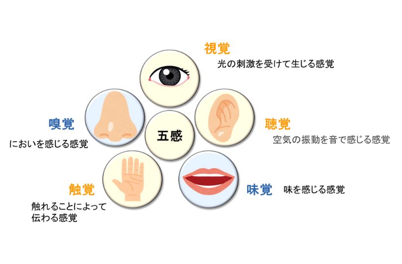 五感について