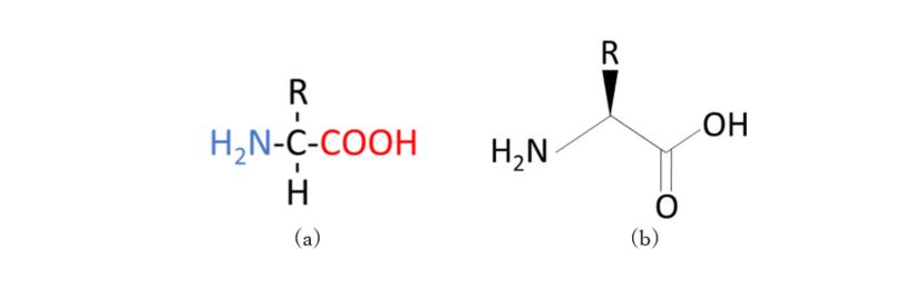 アミノ酸の基本構造 (a) 及び立体構造を考慮した表記 (b)