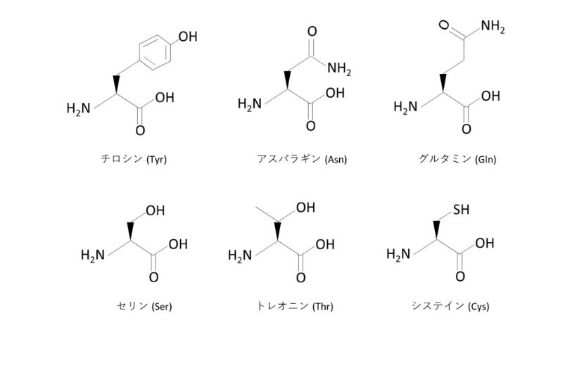 親水性アミノ酸 (中性) の構造