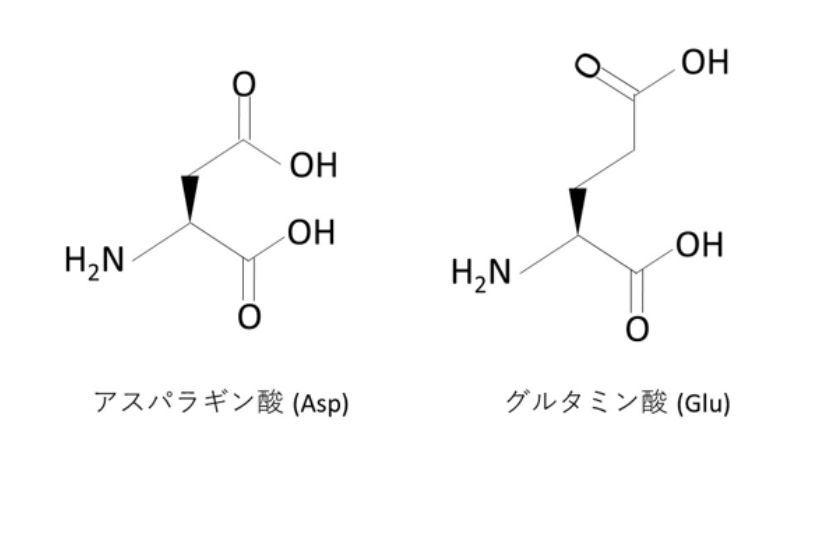 親水性アミノ酸 (酸性) の構造