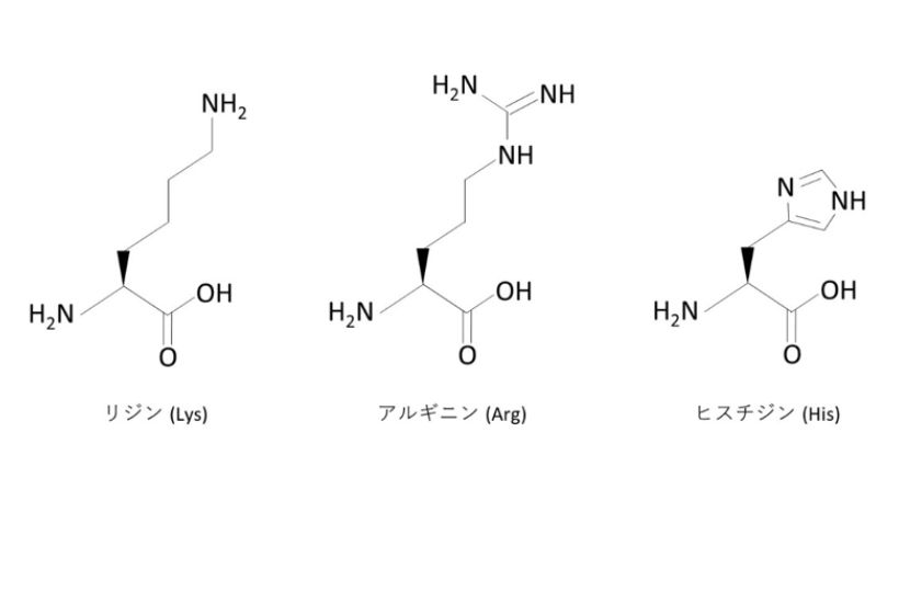 親水性アミノ酸 (塩基性) の構造