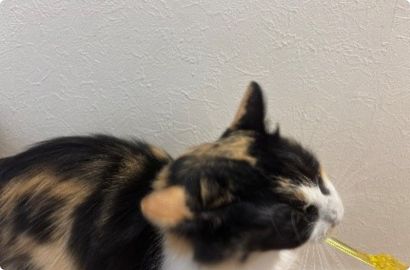 猫歯ブラシイメージ画像