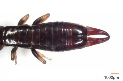 ヒゲジロハサミムシ③