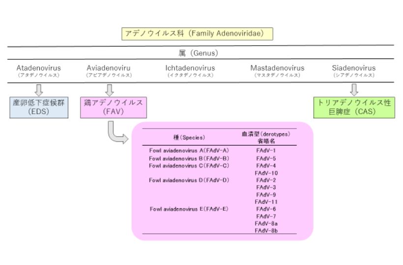 アデノウイルス科