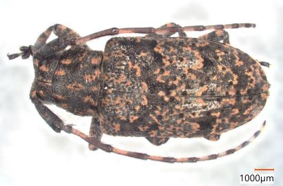 ゴマフカミキリ①