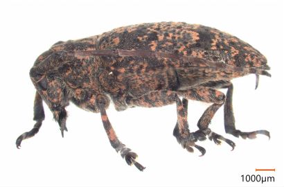 ゴマフカミキリ②