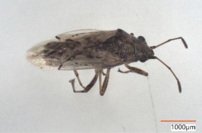 ヒメナガカメムシ①