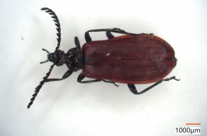 アカハネムシ メス①