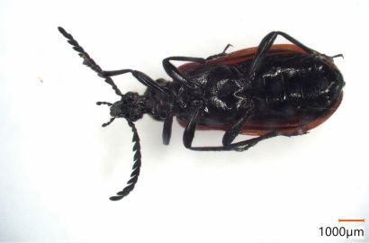 アカハネムシ メス②