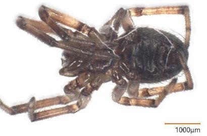 ヤマトコノハグモ②