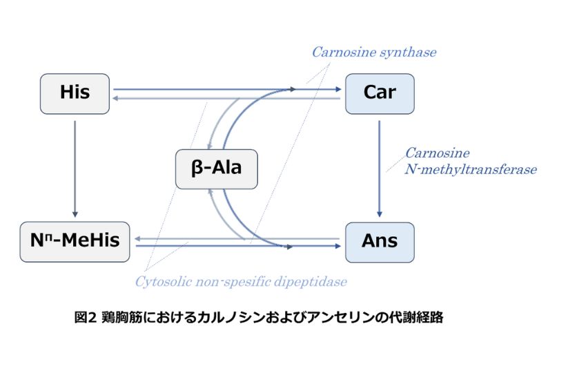 鶏胸筋におけるカルノシンおよびアンセリンの代謝経路