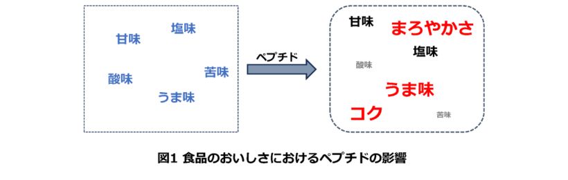 食のおいしさにおけるペプチドの影響