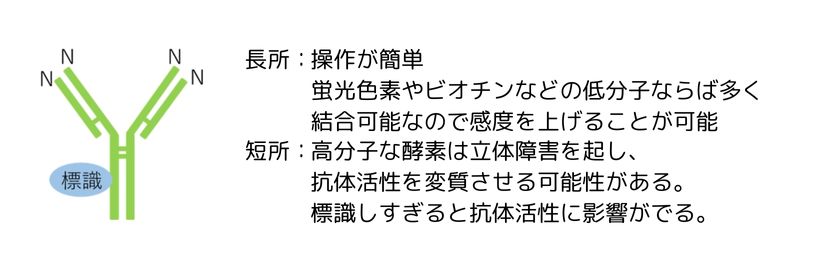 抗体のアミノ基（NH2基）に結合する方法
